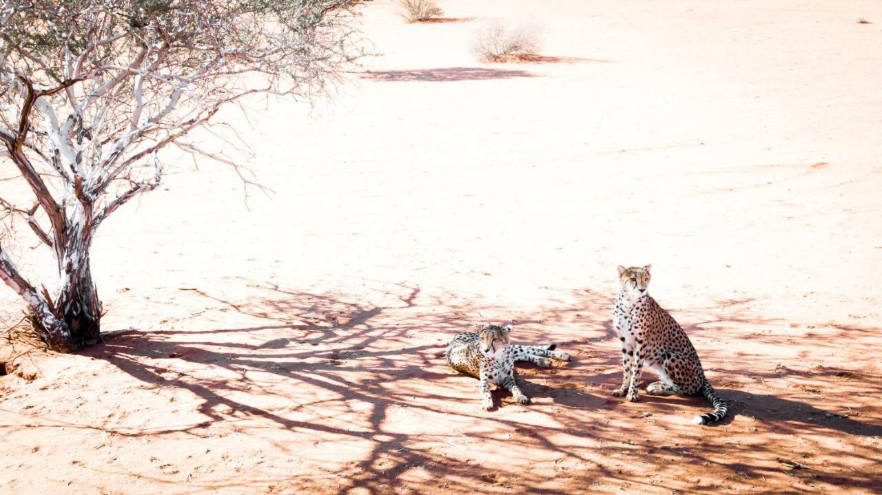 Вілла Bagatelle Kalahari Game Ranch Hardap Екстер'єр фото